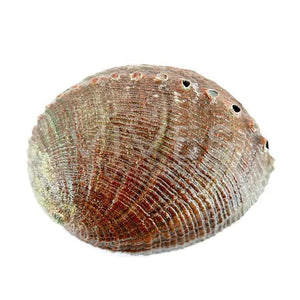 Coquille D'Ormeau Moyenne