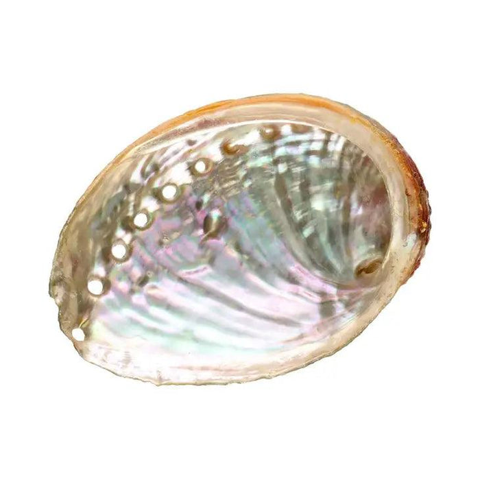 Coquille D'Ormeau Small