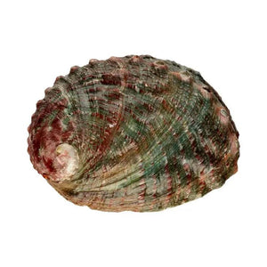 Coquille D'Ormeau Small